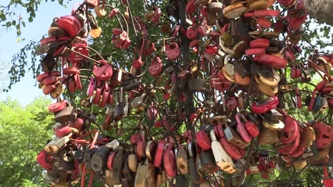 Wedding traditions hang locks on the tree Video stock 137657341