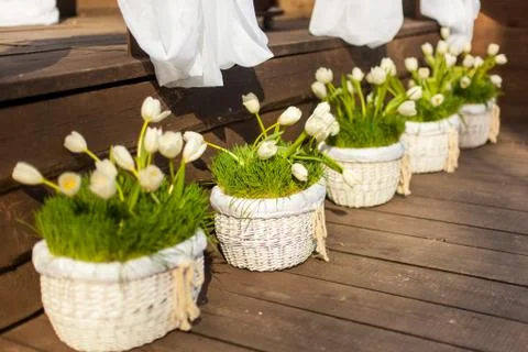 Wedding tulips Stock Photos