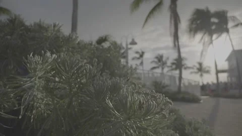Wedding venue close up Palms in the background Stock Footage 176916351