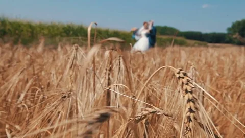 Wedding walk in eared field Stock Footage 82462994