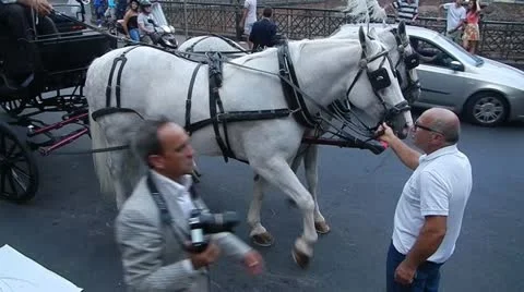 Wedding, white horses. Stock Footage 12031421