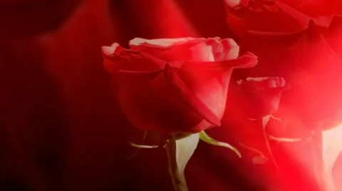 Weddings concept, rose background. 스톡 동영상 17555871