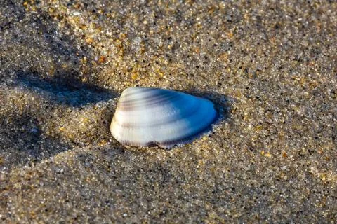 Wedge clam shall shell on a sand, macro Stock-Fotos