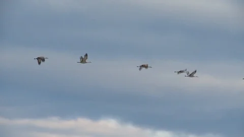 Wedge of cranes Stockbeeldmateriaal 105446184