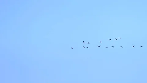 A wedge of migratory birds in the clear blue sky. copy space Stock Footage 123081922