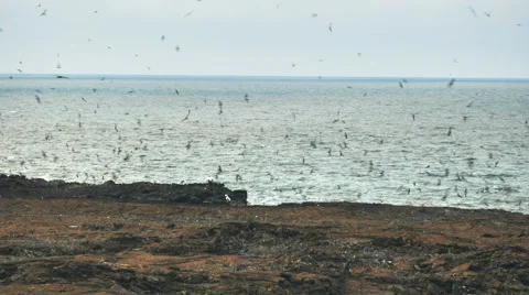 Wedge rumped storm-petrels visiting its nesting colonies by day at isla genovesa Stock Footage 65454935