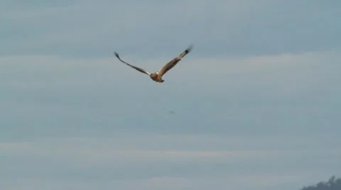 Wedge Tail Eagle 1 Vídeos de archivo 10855406