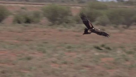 Wedge Tail Eagle 1 Stock Footage 143445978