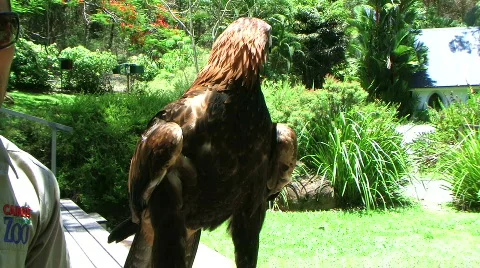 Wedge tail eagle 스톡 동영상 316528