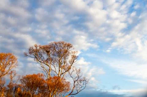 Wedge tail eagle nest Stock Photos