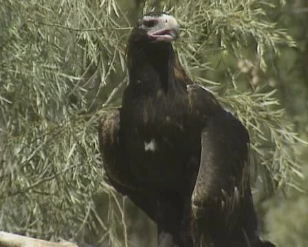 Wedge-tailed Eagle (Aquila audax) Eaglehawk in tree Stock-Footage 22226608