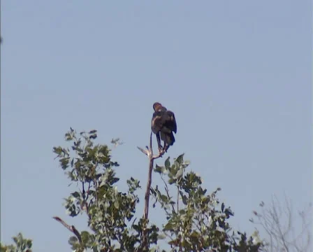 Wedge-tailed eagle (Aquila audax) in treetop + takes off Stock Footage 32277691