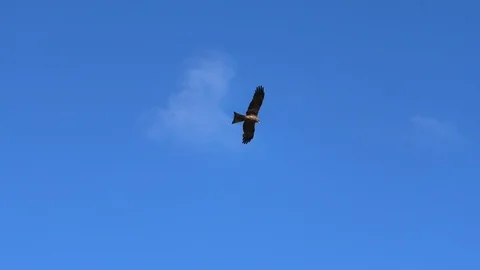 Wedge-tailed Eagle Australia Stock Footage 123715013