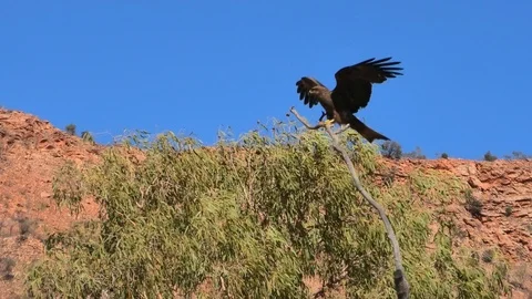 Wedge-tailed Eagle flight Stock Footage 123715406