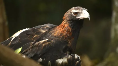 Wedge-tailed Eagle Stock Footage 288776768