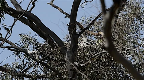 Wedge-tailed Eagle Nest Stock Footage 50825141