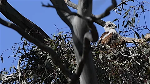 Wedge-tailed Eagle Nest Stock Footage 50825682