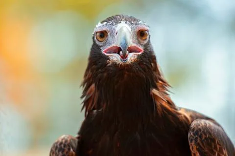 Wedge-tailed Eagle Stock Photos
