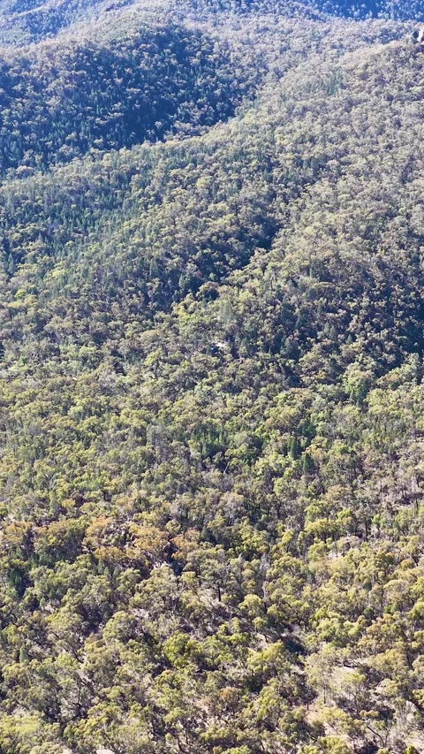 Wedge-Tailed Eagle Soaring Over Forested Mountain Range Stock Footage 340868606