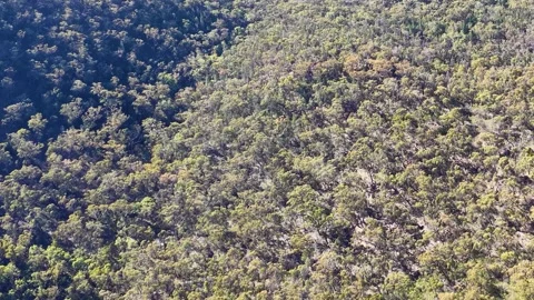 Wedge-Tailed Eagle Soaring Over Forested Mountain Valley Stock Footage 340966425