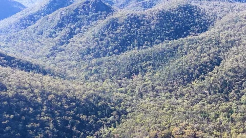 Wedge-Tailed Eagle Soaring Over Warrumbungle National Park Mountain Range Stock Footage 341300881