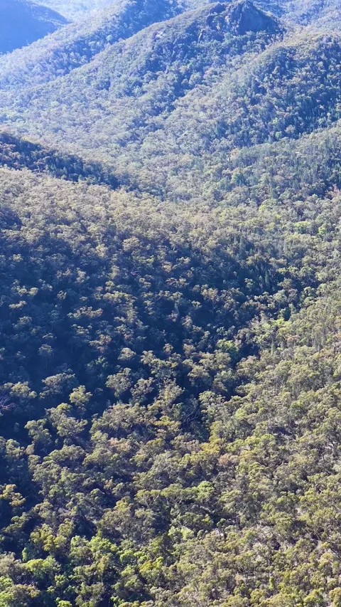 Wedge-Tailed Eagle Soaring Over Forested Mountain Range Stock Footage 341300976