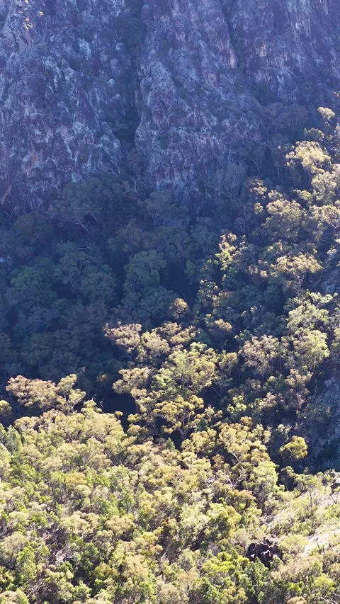 Wedge-Tailed Eagle Soaring Over Warrumbungle National Park Mountain Range Stock Footage 341306405