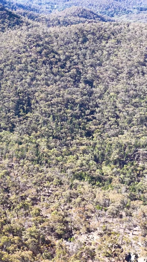 Wedge-Tailed Eagle Soaring Over Forested Mountain Range Stock Footage 341373668