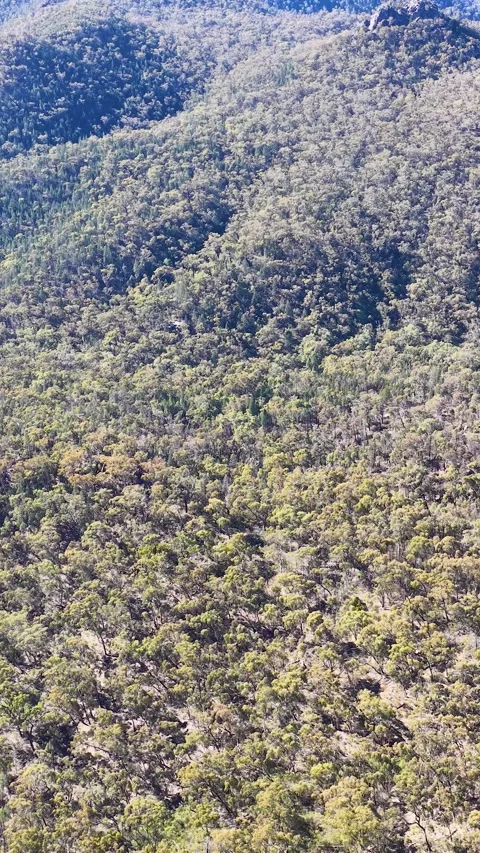 Wedge-Tailed Eagle Soaring Over Forested Mountain Range Stock Footage 341454974