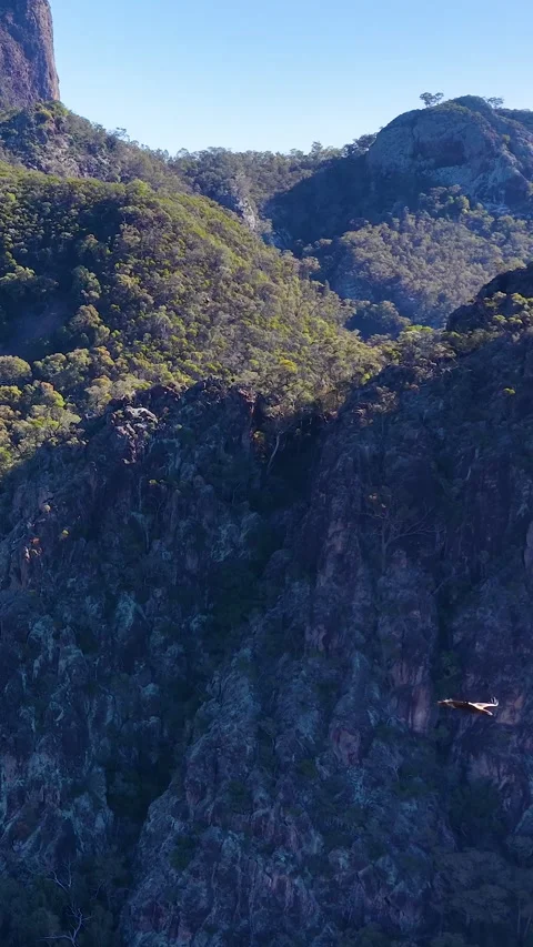 Wedge-Tailed Eagle Soaring Over Warrumbungle National Park Mountains Stock Footage 341455027