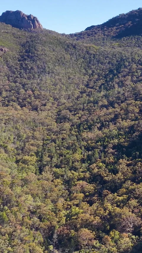 Wedge-Tailed Eagle Soaring Over Warrumbungle National Park Mountain Range Stock Footage 341536304