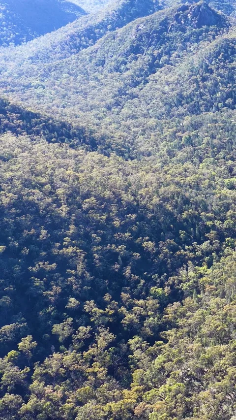 Wedge-Tailed Eagle Soaring Over Warrumbungle National Park Mountain Range Stock Footage 341905316