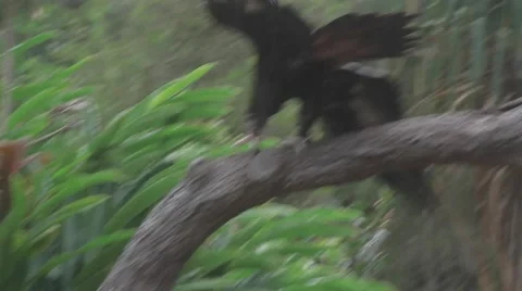 Wedge-tailed eagle Ungraded Log Style Stock Footage 61771937