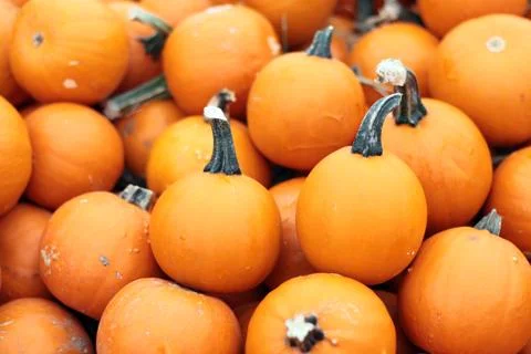 Wee-be-littles pumpkins squash at market place Stock Photos