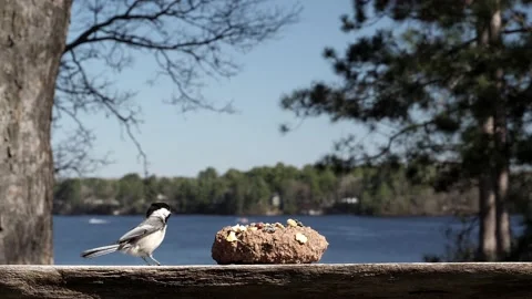 Wee bird arrives to grab a nut then flee. Stock Footage 148676529