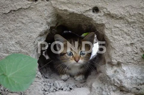 Wee gray tabby kitten hiding in the hole walls Stock Photos