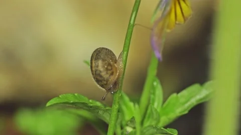 Wee snail slimes on down viola flower stalk macro Video stock 141224354