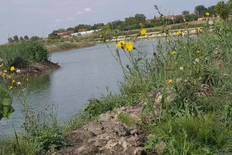 Weed along the small river Stock Photos