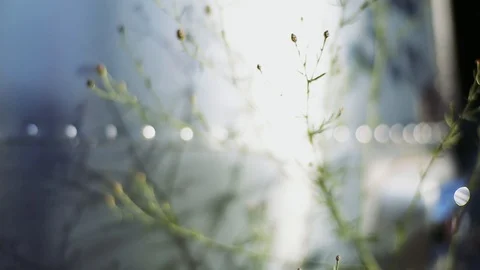 Weed and trailer 動画素材 96040977