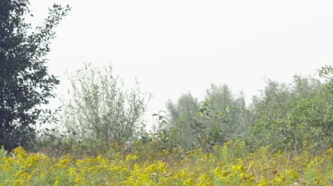 Weed and trees swept by a summer breeze Video stock 63749175