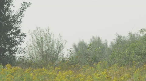 Weed and trees swept by a summer breeze Video stock 63759783