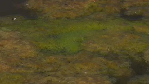 Weed background abstract view in water UK 4K Stock Footage 143077485