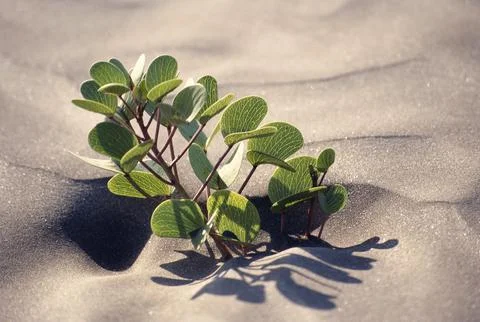Weed on beach sand pattern, Alibaug, Maharashtra, India Fotos Stock