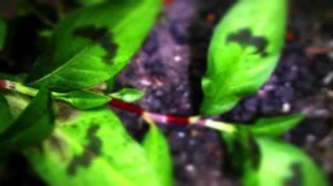 Weed with black spots on leaf Stock Footage 10824520
