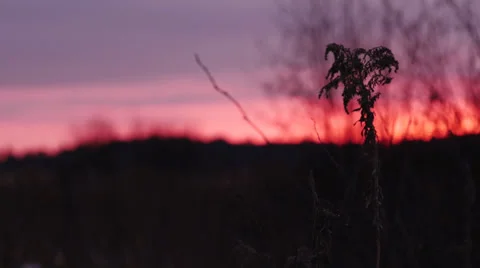 Weed Blowing in Wind at Sunrise Stock-Footage 33667528