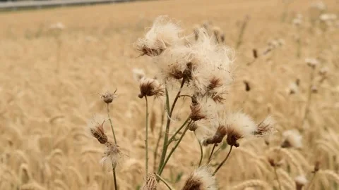 Weed on a bread field 動画素材 135507299