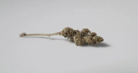 Weed Bud with stem on white background. natural medicine with cbd content Stock Footage 147947283