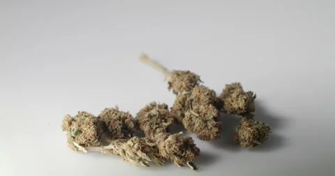 Weed Bud with stem on white background. natural medicine with CBD content. Stock Footage 147947380