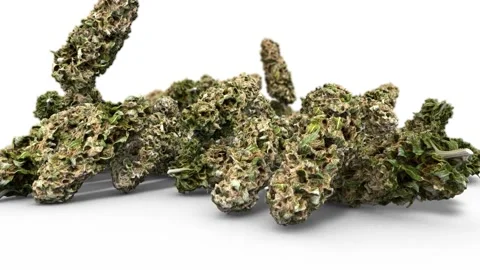 Weed Buds Intro Stock After Effects