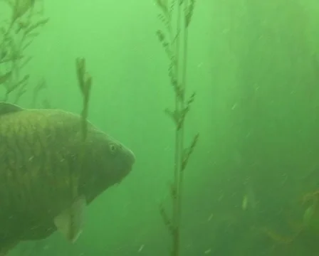 Weed carp Stock Footage 974420